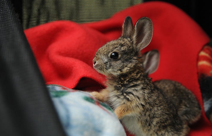 Baby cottontail rabbits