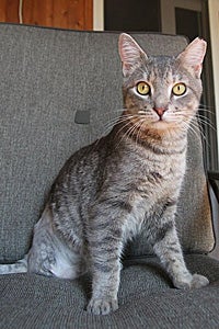 Zee the gray tabby community cat who was hit by a car