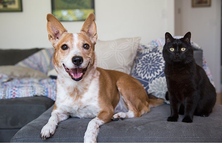 Best Friends Day 2016: Alice and Ruby a cat and dog together