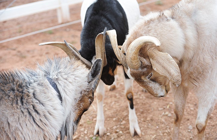 Best Friends Day 2016: Billy, Monty and Jordan the goats butting heads