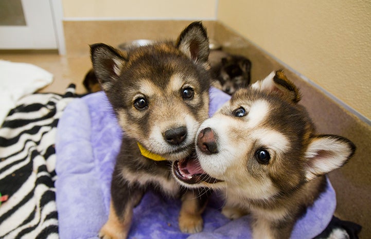 Best Friends Day 2016: Feta and Gouda the malamute puppies