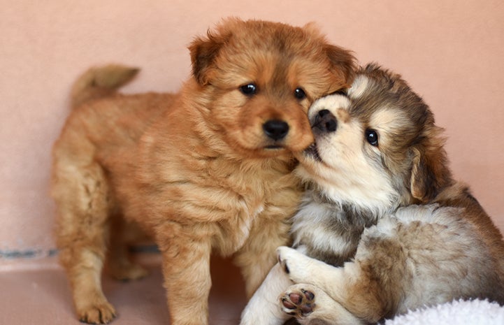 Best Friends Day 2016: Frosty, Phoenix and Blizzard the puppies