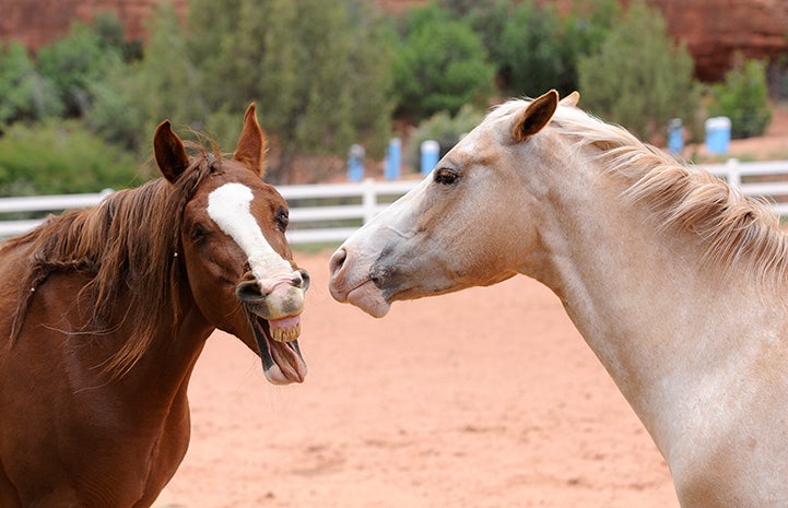 Best Friends Day 2016: Helen and Cassia the horses, one neighing