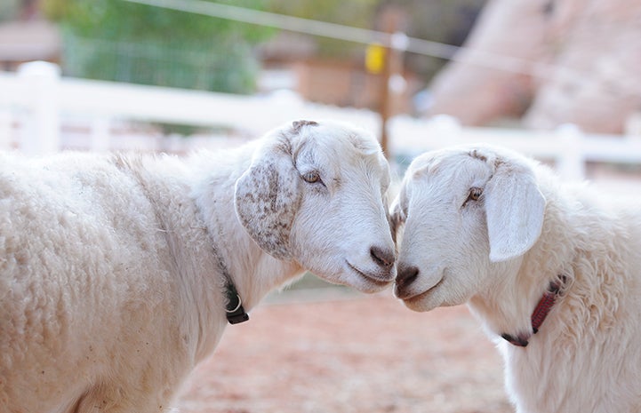 Best Friends Day 2016: Lillie and Lilah the goats