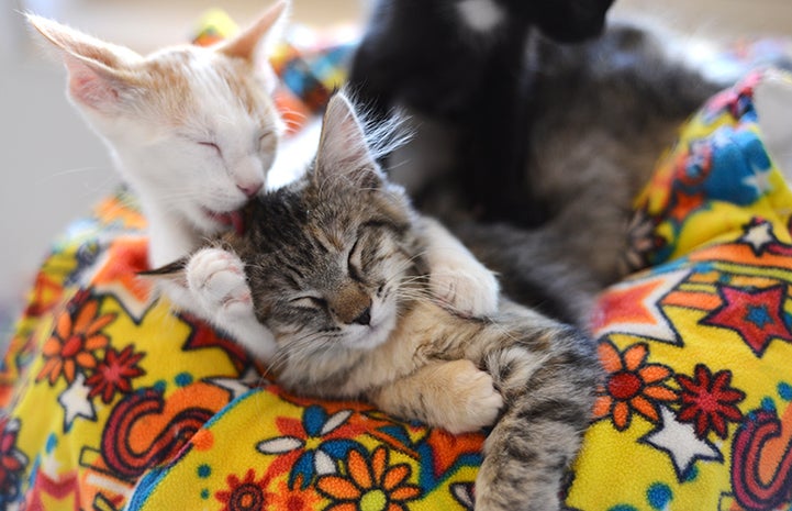 Best Friends Day 2016: Livi grooming Saffron the cats