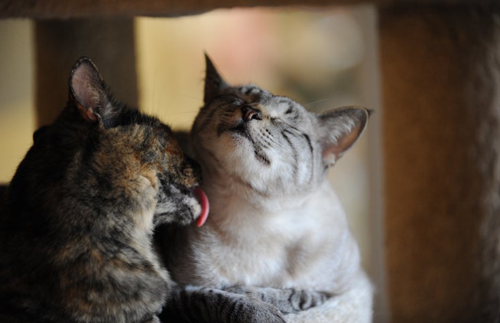 Best Friends Day 2016: Morgan and Perfect Tommy the cats grooming