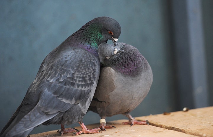 Best Friends Day 2016: Pair of pigeons 