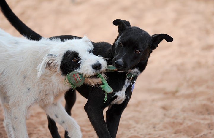 Best Friends Day 2016: Spotsy and Bodhi the dogs tugging on a toy