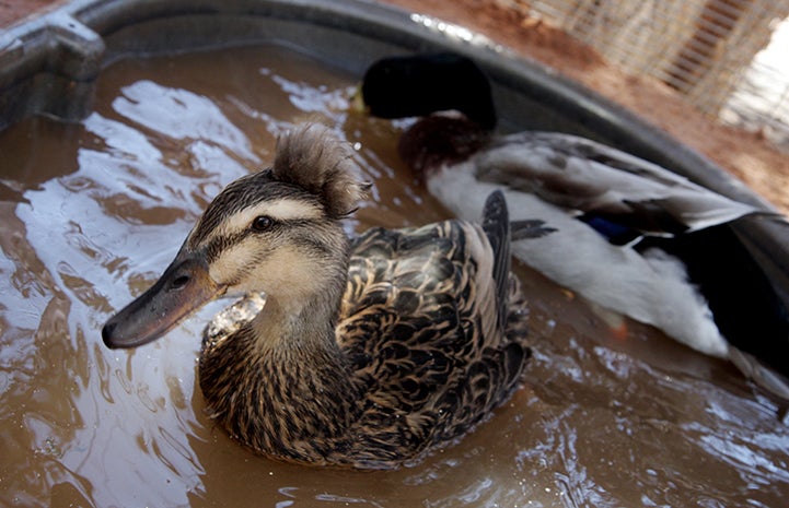 Best Friends Day 2016: Bert and Eugene the ducks in the water