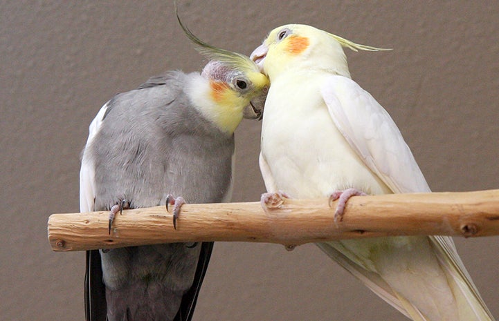 Best Friends Day 2016: Pair of cockatiels grooming each other