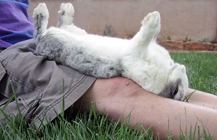 Best Friends Day 2016: Doc Holiday the rabbit upside down on a person's legs