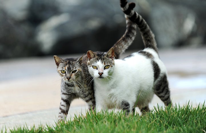 Best Friends Day 2016: two feral cats with tails entwined 