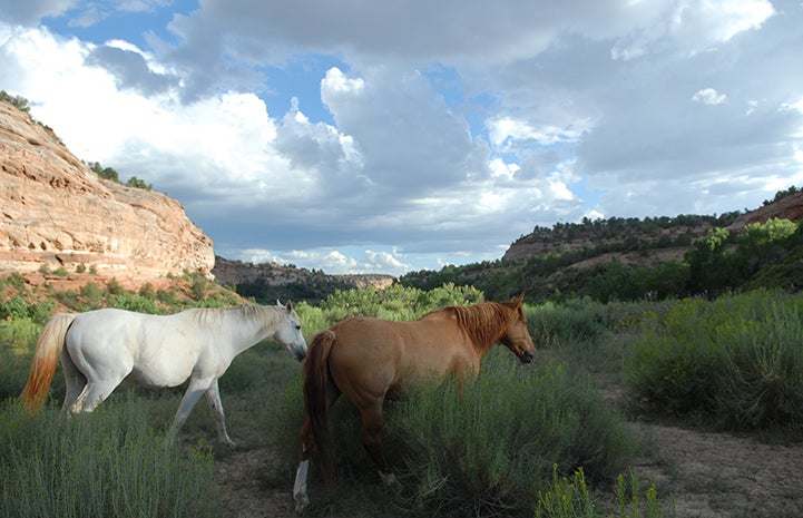 Best Friends Day 2016: Pair of horses in a beautiful landscape