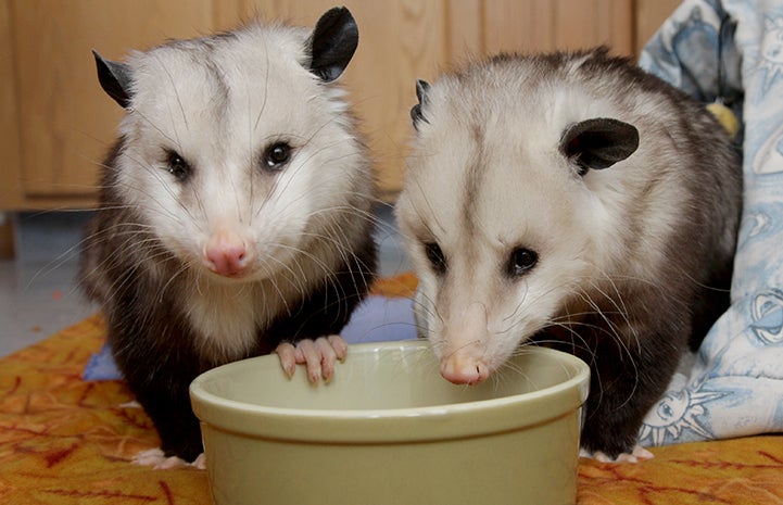 Best Friends Day 2016: Pair of opossums eating