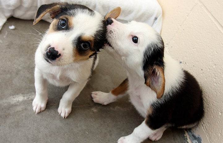 Best Friends Day 2016: Raccoon and Possum the puppies