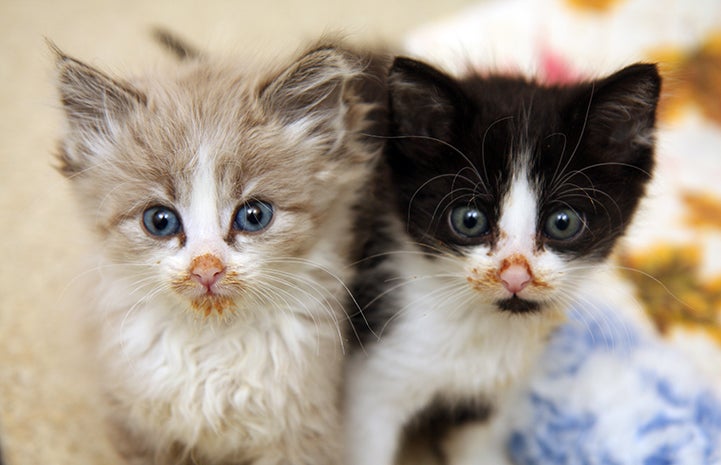 Best Friends Day 2016: Tilly and Teddie, two kittens with food on their mouths