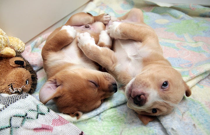 Best Friends Day 2016: Timon and Pumba the puppies