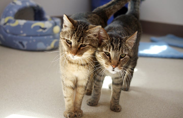 Best Friends Day 2016: Tucker and Ann the brown tabby cats