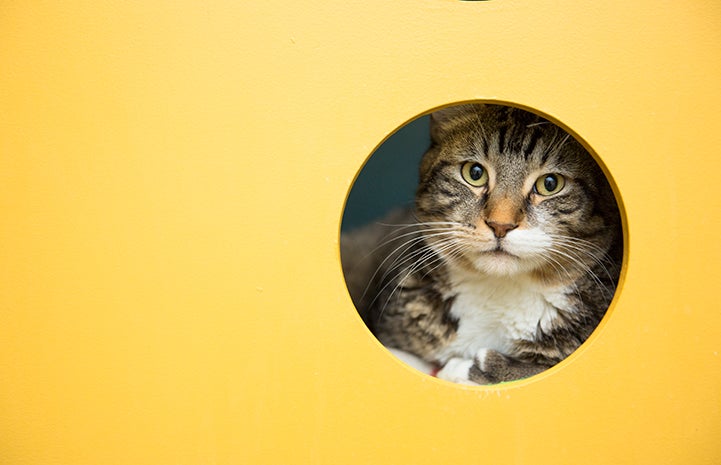 Asparagus the cat in a cubbie