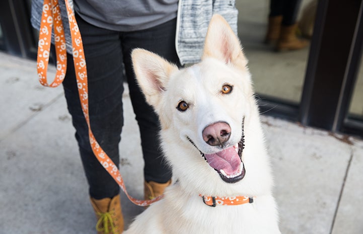 Bently a white shepherd mix dog