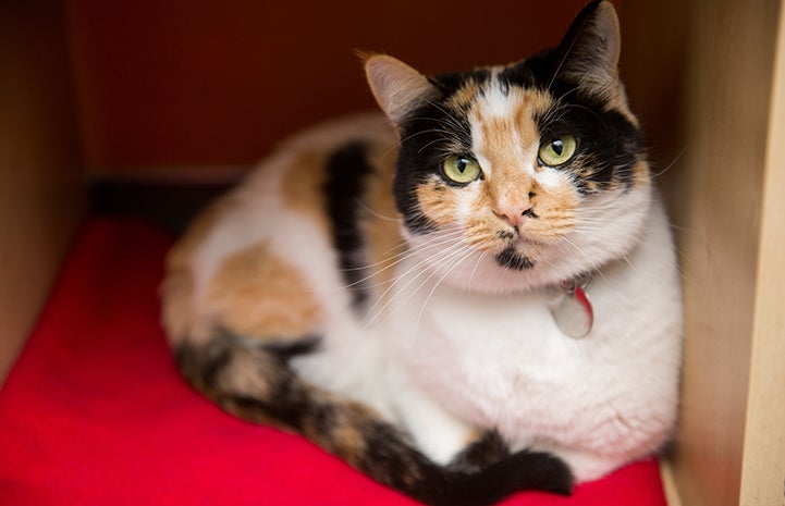 Betsy the calico cat