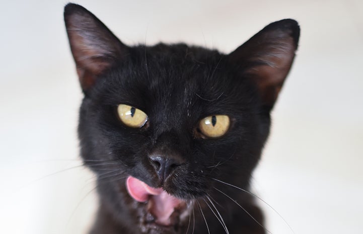 Billie Jean the black cat is available for adoption