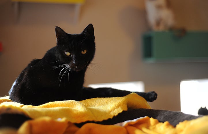 Brad the black cat is available for adoption