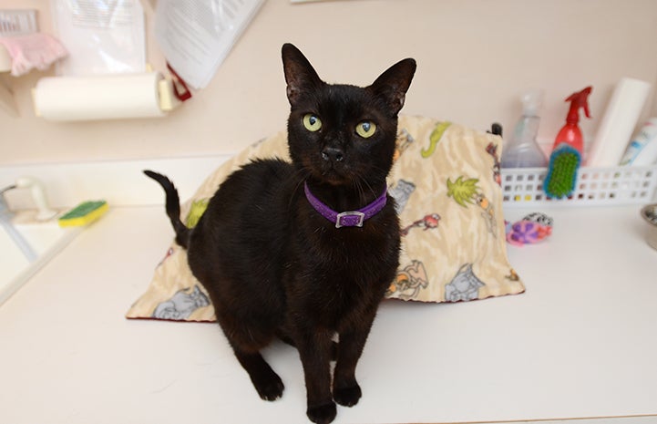 Buddah the black cat is available for adoption