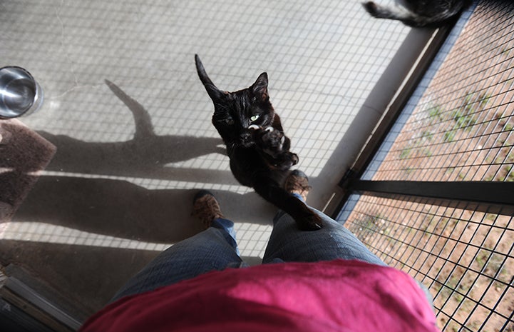Butch the black cat is available for adoption