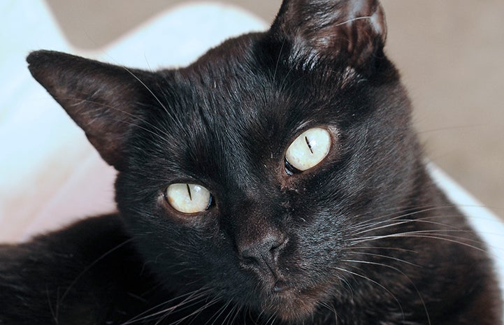 Dartanyon the black cat is available for adoption