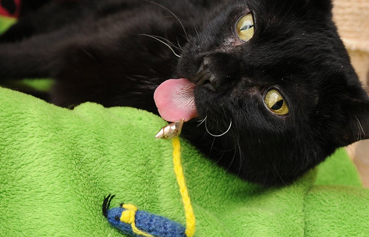 Duke the black cat is available for adoption
