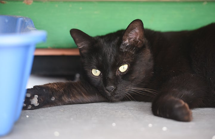 Ebenezer the black cat is available for adoption
