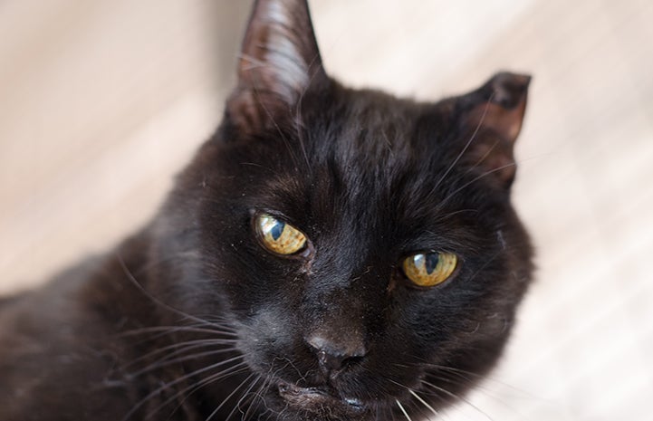 Rhett the black cat is available for adoption