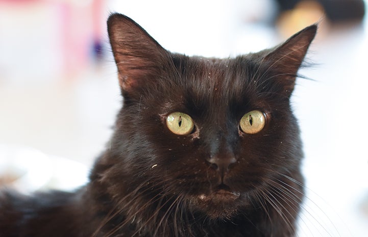 Scarlett the black cat is available for adoption