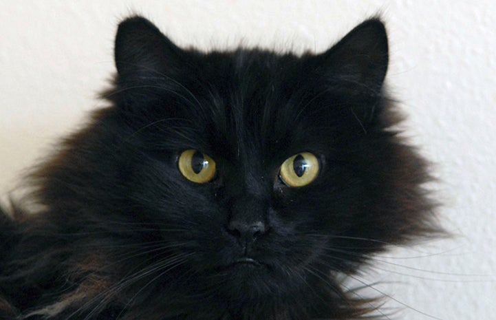 Vince the black cat is available for adoption