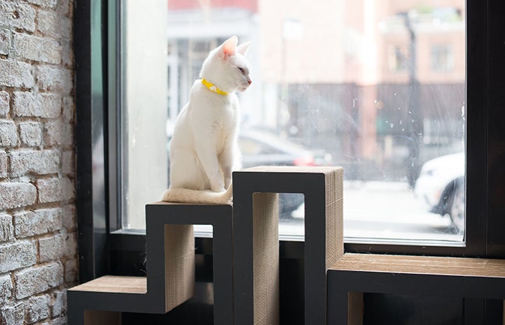 Feline personalities shine at Little Lions Cafe in New York
