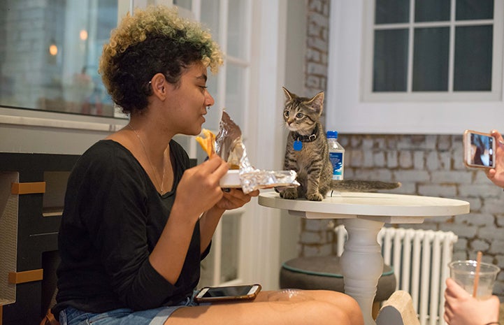 Woman eating and kitten begging for a bite