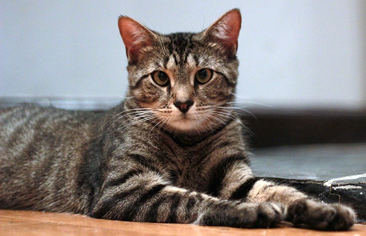 Cross-eyed cat named Krog, formerly Oxford