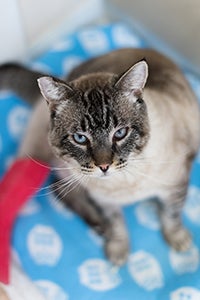 Leopold the Siamese mix cat with his leg injury