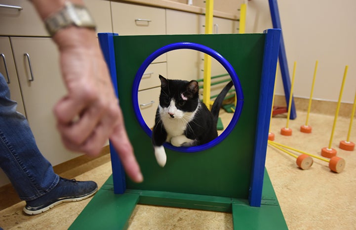 Lightfoot excels at kitty agility