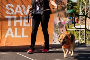 Kristina saw Celeste the shepherd mix at Strut Your Mutt and fell in love