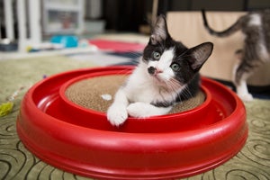 Adopting Legolas, a cerebellar hypoplasia (CH) kitten, seemed only natural