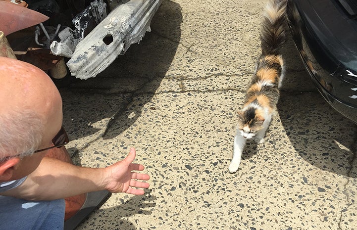 After staff dropped off dozens of traps and showed John Meo how to use them, he trapped the entire colony of cats who’d been having kittens for years at the auto salvage yard where he works. Now they are all spayed or neutered.