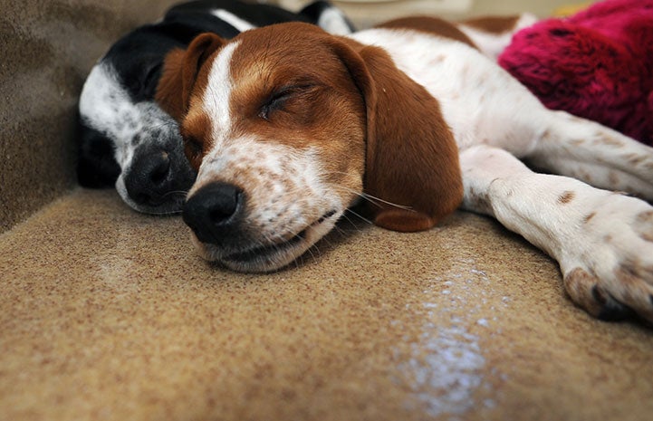 Penn and Wish, sleeping puppies