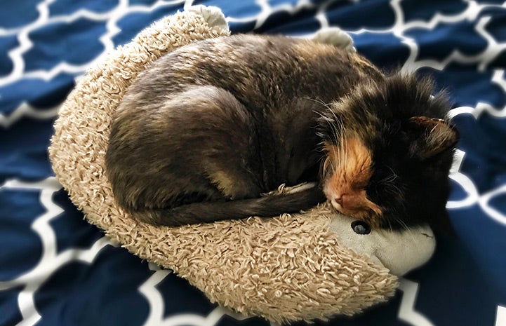 Bay Bay sleeping on a cat bed