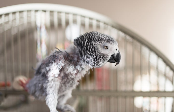 Gregory, the African grey at the Parrot Garden, is a feather picker