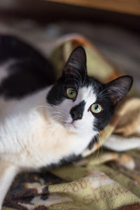 Bill, a cat with feline cerebellar hypoplasia