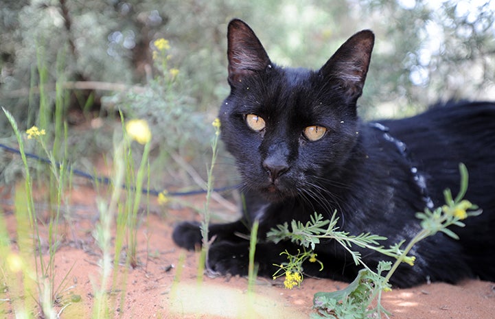 Agent the cat taking a walk on a leash in some flowers