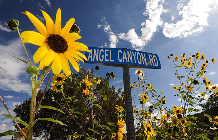 Angel Canyon Road sign with sunflowers