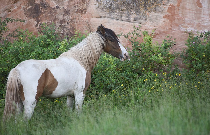 Legs the horse in the wildflowers